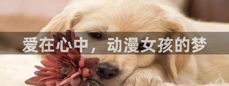 omofun动画：爱在心中，动漫女孩的梦
