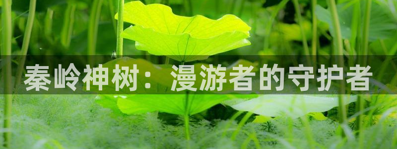 omofun动漫官方app下载：秦岭神树：漫游者的守护者