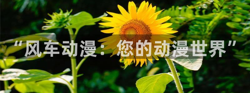 omofun动漫app：“风车动漫：您的动漫世界”